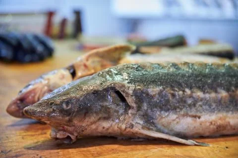 Two sturgeons on the fish market table Stock Photos