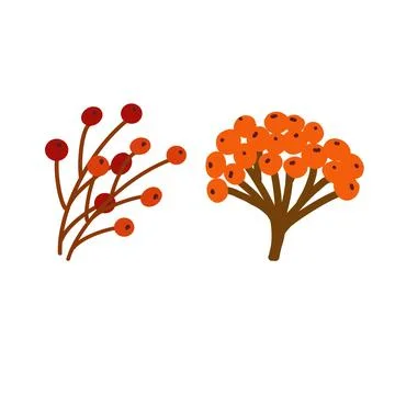 Two stylized clusters of berries with red and orange fruit on branches against a Stock Illustration