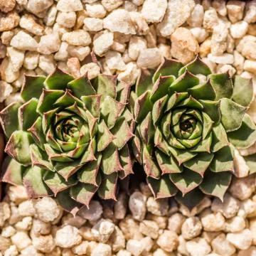 Two Succulent Plants Stock Photos