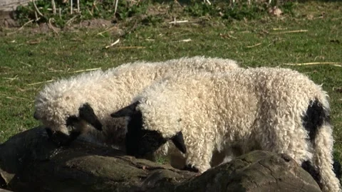 A two Suffolk lambs, white with black muzzle. White sheep with black heads Stock Footage 237927925