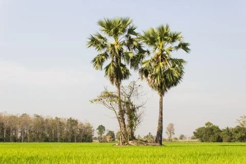 Two sugar  trees in the field Stock Photos