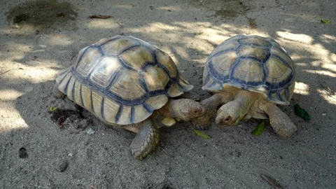 Two Sulcata tortoise are on the sand near each other Stock-Footage 330760577