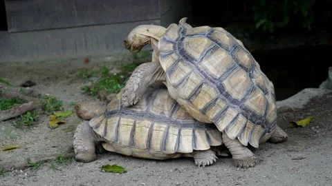 Two Sulcata tortoises mating Stock Footage 330761922