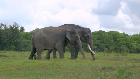 Two Sumatran elephant (Elephas maximus sumatranus) walking in savanna Stock Footage 308397501