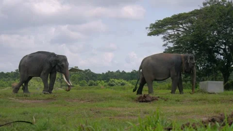 Two Sumatran elephant walking in Way Kambas National Park Lampung Indonesia Stock Footage 309024774