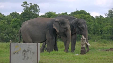 Two Sumatran elephant walking in Way Kambas National Park Lampung Indonesia Stock Footage 309024811