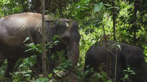 Two Sumatran Elephants Exploring the Jungle, Leuser National Park, Indonesia Vídeos de archivo 141622081