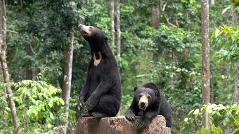 Two sun bear in the jungle of Borneo. Stock Footage 97715340