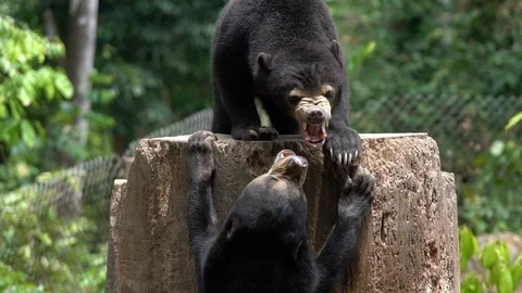 Two sun bears fighting or playing fiercely in slow motion Stock Footage 97715666