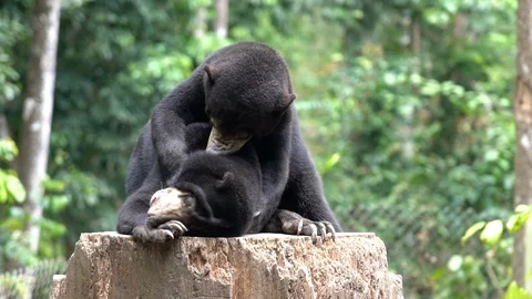Two sun bears playing in the jungle on top of a big trunk Vídeos de archivo 97715301