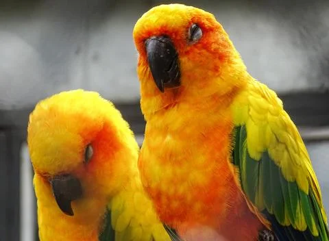 Two Sun conure parrots (Aratinga solstitialis) Photos