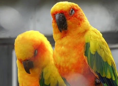 Two Sun conure parrots (Aratinga solstitialis) 写真素材