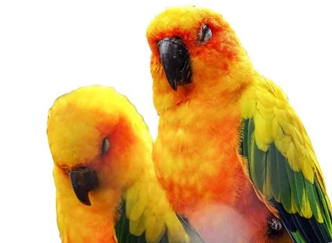 Two Sun conure parrots (Aratinga solstitialis) isolated Fotos de archivo