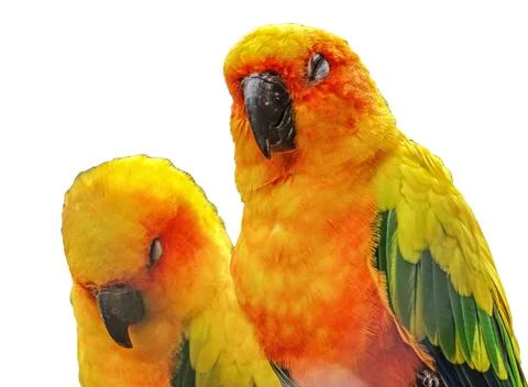 Two Sun conure parrots (Aratinga solstitialis) isolated Stock Photos