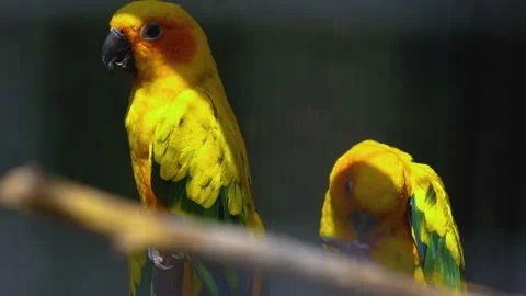 Two sun conure parrots 스톡 동영상 142742195