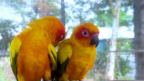 Two Sun Conure Parrots Perched Together on a Wooden Branch 스톡 동영상 325691762