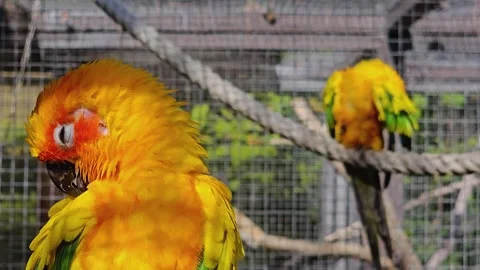 Two sun conure parrots resting Stock Footage 272956914