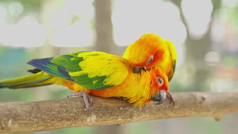 Two Sun Conures grooming their feathers together Stock Footage 294545838