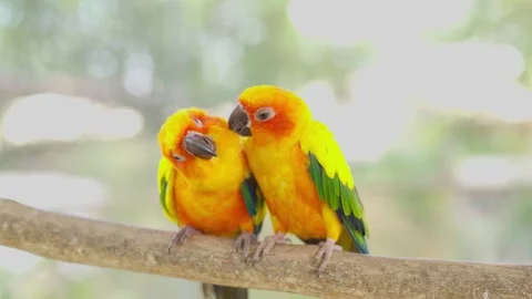 Two Sun Conures grooming their feathers together Stock Footage 294545842