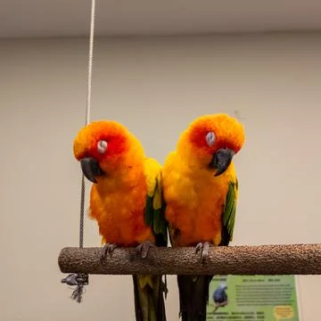Two sun conures perch calmly on a wooden branch Stock Photos