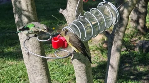 Two Sunbirds Drink From A Feeder Stock Footage 172538836