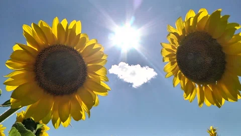 Two sunflower on the background of the shining sun Video stock 85671910