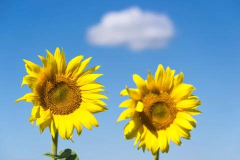Two sunflower Foto stock