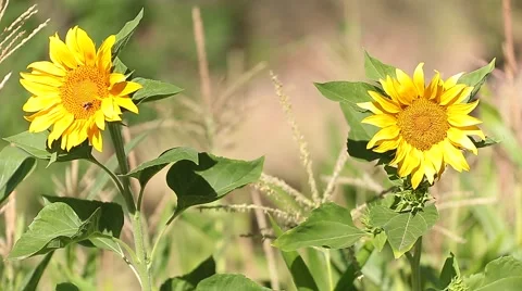 Two sunflower in summer Stock Footage 68556383