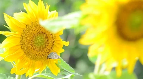 Two sunflowers and butterfly Stock Footage