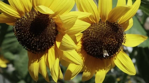 Two sunflowers with bee pollinatin one 스톡 동영상 249293933