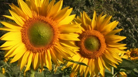 Two sunflowers Stock Footage 488115