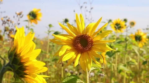 Two sunflowers Stock Footage 81283333