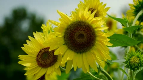 Two Sunflowers Stock Footage