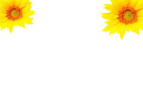 Two sunflowers isolated Stock Photos