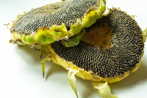 Two sunflowers lying on a white table Stock Photos