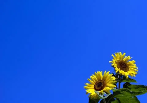 Two sunflowers Stock Photos