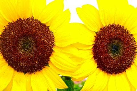 Two sunflowers Stock Photos