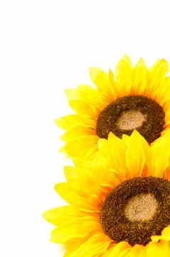 Two sunflowers Stock Photos