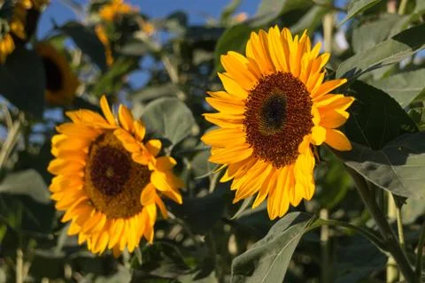 Two sunflowers Stock Photos