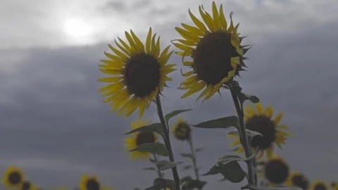 Two Sunflowers Standing Tall under Moody Cloudy Sky in Summer Stock Footage 344967646
