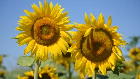 Two sunflowers in summer Stock Footage 135478102