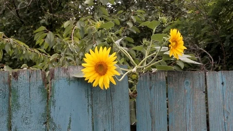 Two sunflowers sway in the wind over the old blue fence Stock Footage 101201390