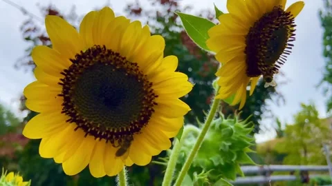 Two sunflowers. There is a bee on every flower. Each bee has its own sunflower. Stock Footage 251214247