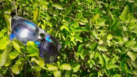 Two sunglasses in bold plastic frame hanging on green leaves of a tree in sun Stock Photos