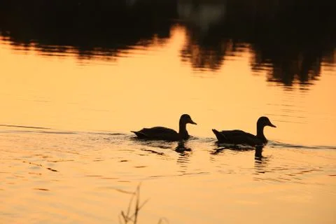 Two at Sunset Foto stock