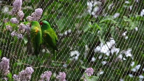Two Superb parrots Stock Footage 75563743