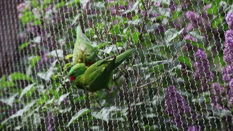 Two Superb parrots Stock Footage 75948593