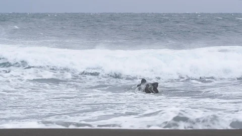 Two surfers try to catch a wave in the Pacific ocean 011 Stock Footage 124780379