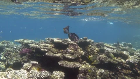 Two surgeonfish fish are chasing each other. 8x slow motion Stock Footage 263152745