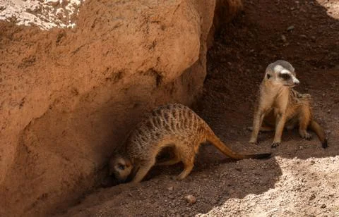 Two suricates Stock Photos